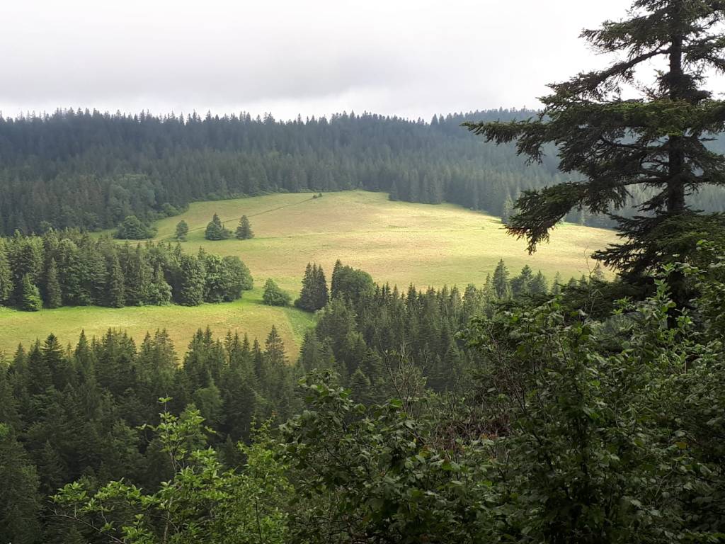 stage carnet de voyage jura botanique cuisine cueillette sauvage créaaumontdor aude berliner